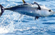 10% discount on Deep Sea Fishing from «ON THE SEA» Rent yachts and tours-1